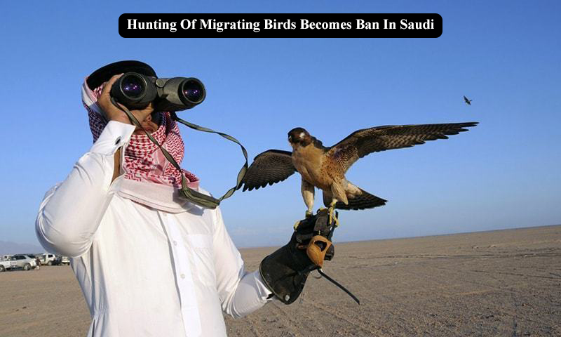 Hunting Of Migrating Birds Becomes Ban In Saudi